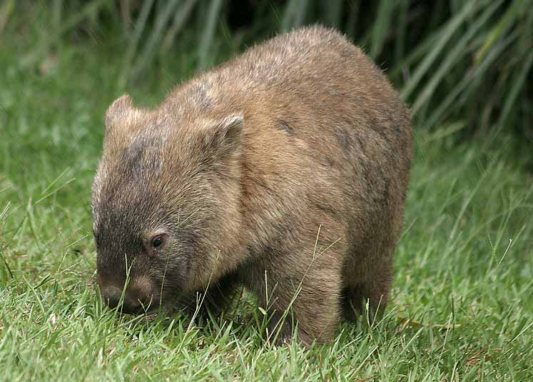 Why a Wombat?